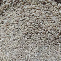 بذر گندم پایا بوجاری شده|عمده‌فروشی|فراغی, |دیوار