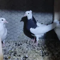 جوجه کفتر طوقی واکسی ۳ عدد