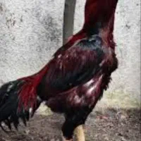 مرغ لاری|پرنده|کیاشهر, |دیوار