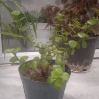 پرس یونجه خشک