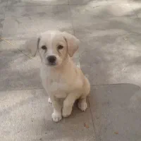 واگذاری توله سگ