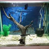 آکواریوم شرکتی|ماهی|تبریز, |دیوار