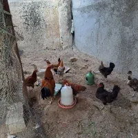 خروس ومرغ لاری