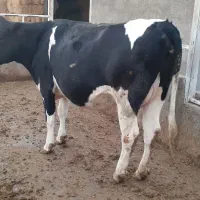 گاو هلشتاین اصیل|حیوانات مزرعه|چگنی, |دیوار