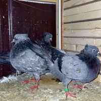 کبوتر|پرنده|کیاشهر, |دیوار