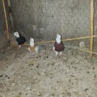 کبوتر ‌طوقی