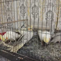 عروس هلندی لوتینو.طوسی.سینامون|پرنده|چهارباغ, |دیوار