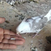 عروس مرغ عشق فنج با تخم