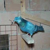 کبوتر پرشی|پرنده|اسلامشهر, شهرک امام حسین (میان آباد)|دیوار