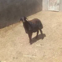 یک عدد بره نره افشاری لخت درجه یک جنس عالی