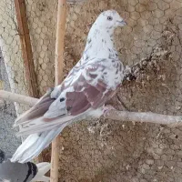 کبوتر مناسب