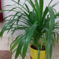 گل پاندانس|گل و گیاه طبیعی|الوند, |دیوار