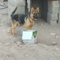 سگ ژرمن یک ساله