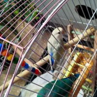 پرنده کوتوله برزیلی