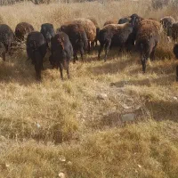 20راس میش جوان شکم پر|حیوانات مزرعه|هشترود, |دیوار