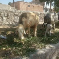 یک عدد میش زاییده