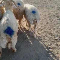 ۱۱راس شیشک دورگ قلمدار|حیوانات مزرعه|جیرفت, |دیوار