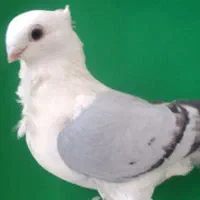 کبوتر بلژیکی