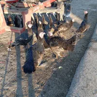 بوقلمون 8ماه دانه 1500|حیوانات مزرعه|بندر ترکمن, |دیوار