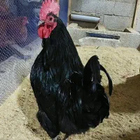 تخم نطفه دار استرالوپ استرالیایی وجوجه استرالوپ