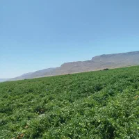 گوجه فرنگی