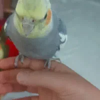 عروس هلندی نر سخنگو با قفس