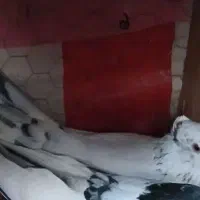 کبوتر