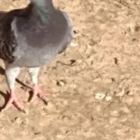 کبوتر|پرنده|اسفراین, |دیوار