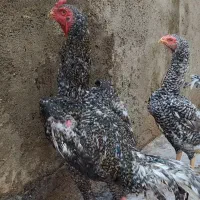 مرغ و خروس کوکو اوشامو