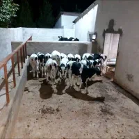 استخدام باغبان دامدار سرایدار کارگر ساده گاوداری|استخدام سرایداری و نظافت|تهران, جهاد|دیوار