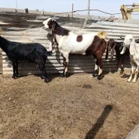 نربز گلابی پازن