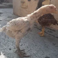 مرغ لاری اصل