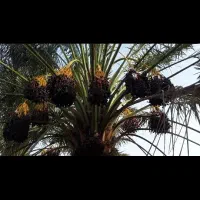 فسیل کلوته پاجوش ،تهم