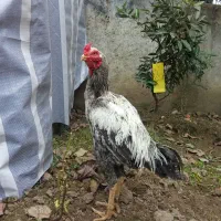 لاری نصل خوب بیا ببین از نزدیک کمتر میدم