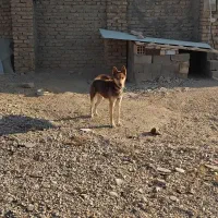 سگ هاسگی|سگ|شاهرود, |دیوار