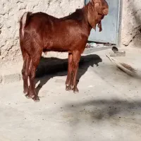 نربزپنچابی جوان 10ماهه|حیوانات مزرعه|مهرستان, |دیوار