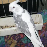 ماده دوکت آلبینو 5 تخمه درجه یک