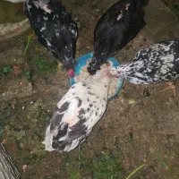 مرغ گلین تخم گذار