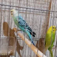 یک جفت مرغ عشق