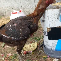 مرغ برزیلی و اوشامو