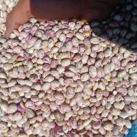 لوبیا چیتی عمده|عمده‌فروشی|خرم بید, |دیوار