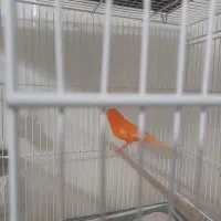 قناری نر سرخ اورجینال|پرنده|مشهد, شهید قربانی|دیوار