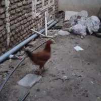 مرغ|حیوانات مزرعه|فاضل آباد, |دیوار