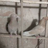 کبوتر زرد کاکلی تهرانی جفت