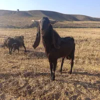 نر بز بزغاله نر