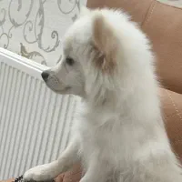 سگ پامر|سگ|یزد, |دیوار