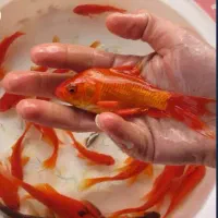 پیش فروش ماهیه قرمز  عید