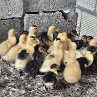 جوجه اردک اسرائیلی و جوجه اردک پروازی