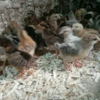 جوجه بوقلمون بیوتی ۴روزه و جوجه گلپایگان۱۶روزه