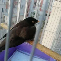 پرنده ی گمشده|پرنده|هشتگرد, فاز ۷ مهستان|دیوار